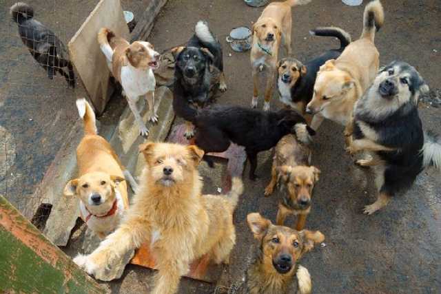 Bari, la storia di Occhi randagi: �Combattiamo contro gli �accumulatori di cani"�